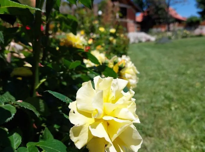 Cigota Διαμέρισμα *